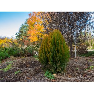 Tuja východná (Platycladus orientalis) 'MORGAN', výška 20-30 cm, kont. C3L